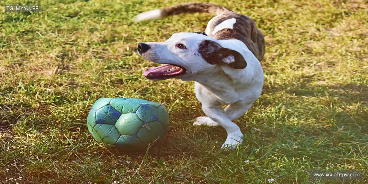 🌟 与千万球迷同频，共享胜利喜悦！🎊